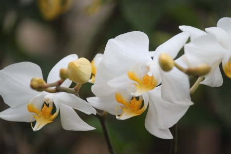 自然 花 植物 白 写真