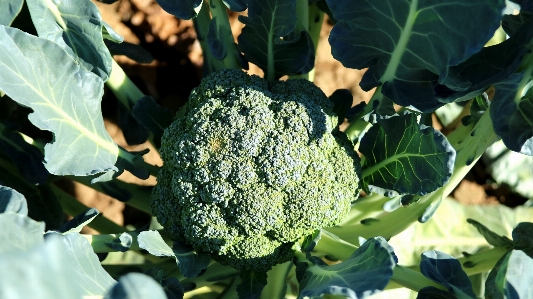 Foto Pianta foglia fiore cibo