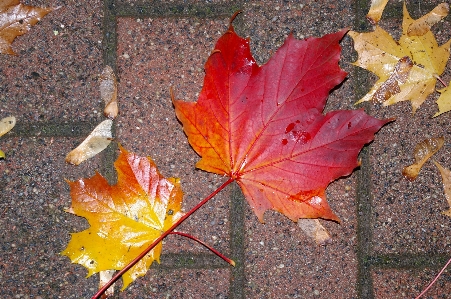 Tree nature plant rain Photo