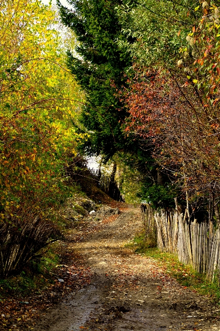 Landscape tree nature forest