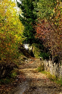 Landscape tree nature forest Photo