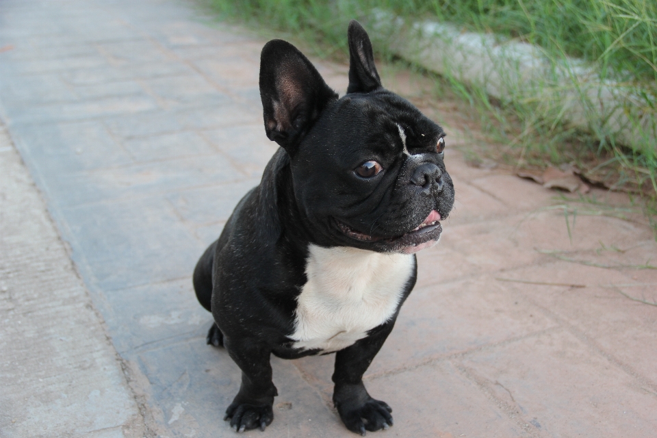 Cucciolo cane carino animale domestico