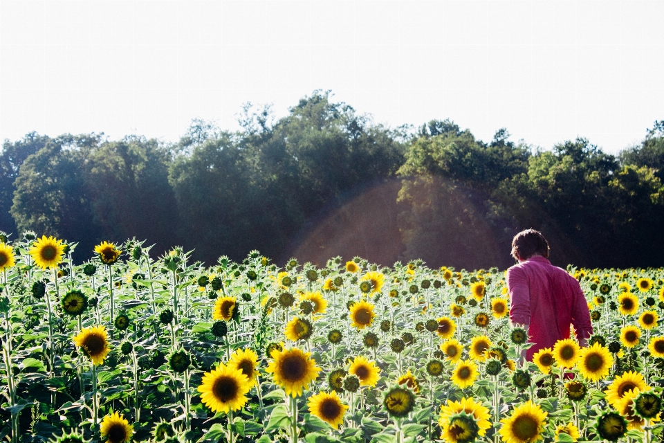 Nature extérieur fleurir personne