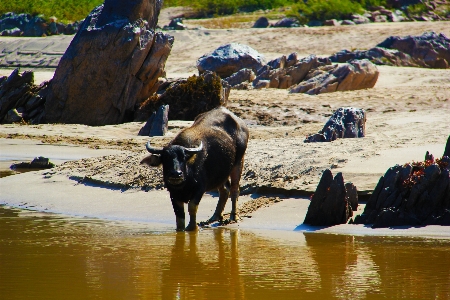 Foto Animal rio olhando viagem