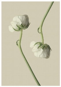 Blossom plant white flower Photo