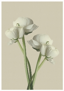 Blossom plant white flower Photo