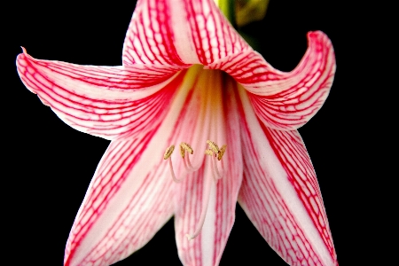 Foto Natura fiore pianta petalo