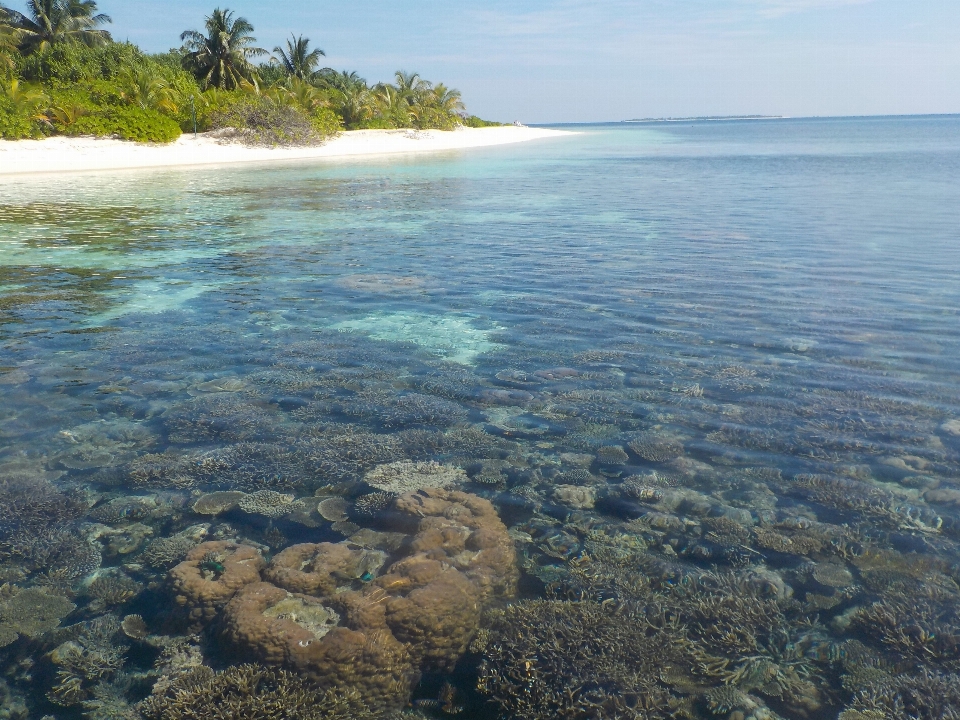 ビーチ 海 海岸 水