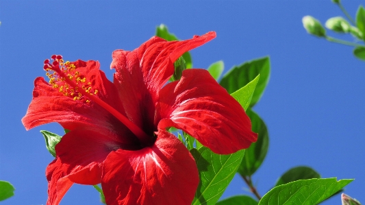 Nature blossom plant leaf Photo