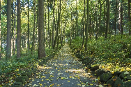 Foto árvore floresta região selvagem
 trilha