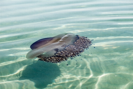 Foto Mare acqua oceano sott'acqua