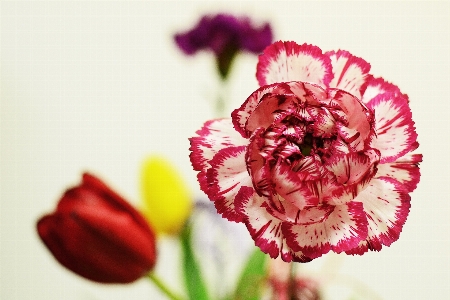 Blossom plant bunch flower Photo