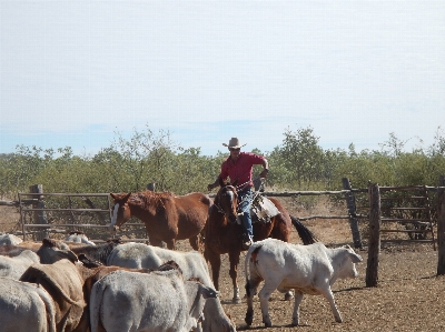 Nature farm country rider Photo