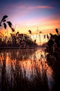 Sea tree water nature Photo