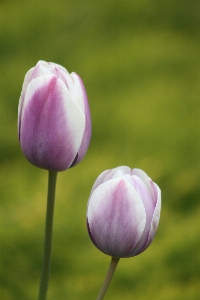 Nature blossom plant flower Photo