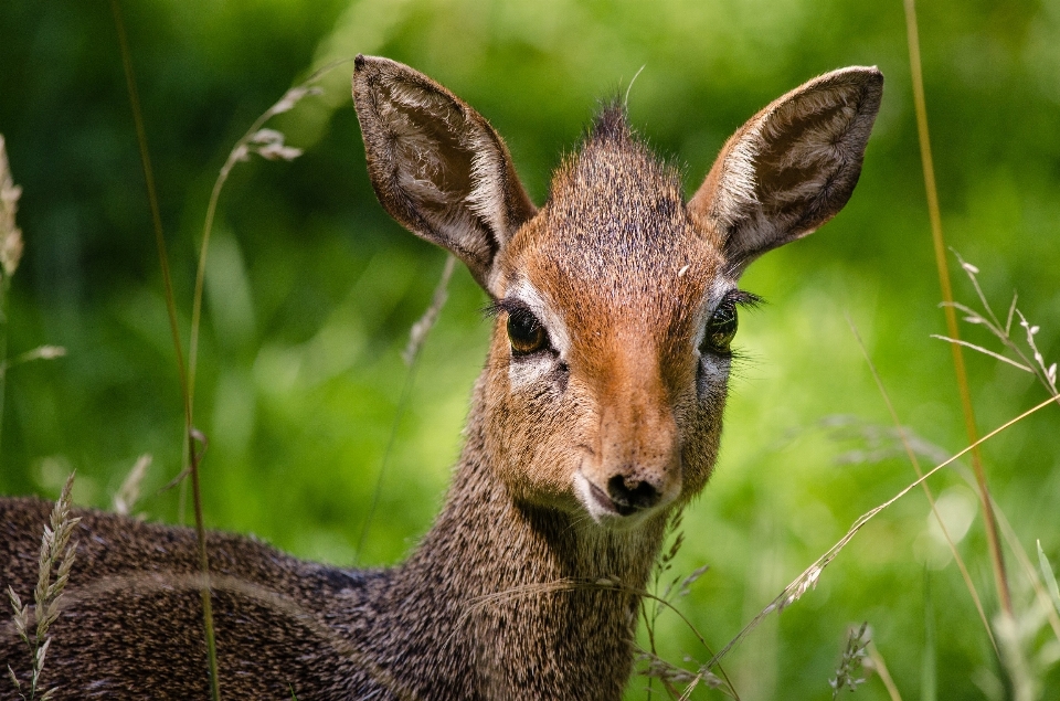 Nature animal looking female