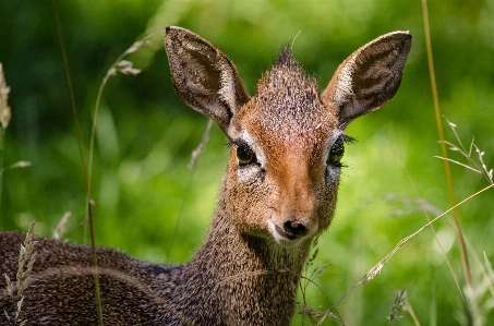 自然 動物 見ている 女性 写真