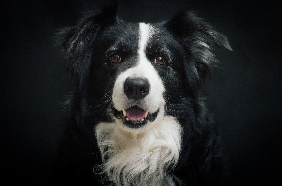 黒と白
 犬 かわいい 犬歯
