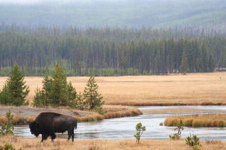 Landscape water marsh wilderness Photo