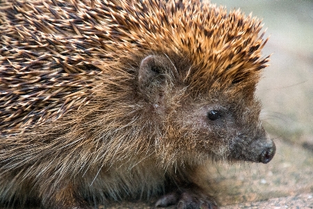 Natur tier tierwelt herbst Foto