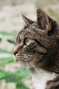 Foto Rumput satwa profil peliharaan