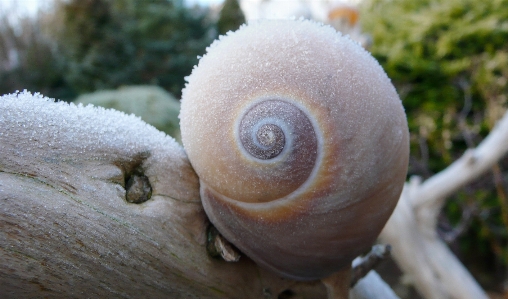 Tree branch winter spiral Photo