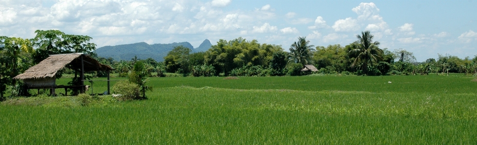 Landscape field lawn meadow Photo