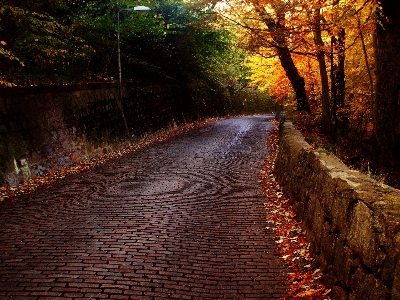 風景 木 自然 森 写真