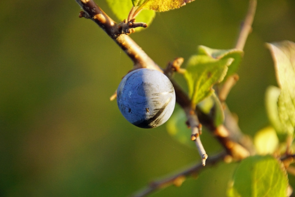 Drzewo natura oddział kwitnąć