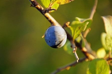 Tree nature branch blossom Photo