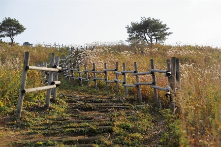 Foto Caminho cerca trilha campo