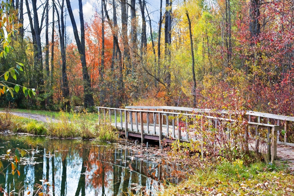 дерево природа лес лист