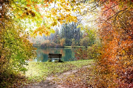 Фото дерево природа лес Солнечный лучик