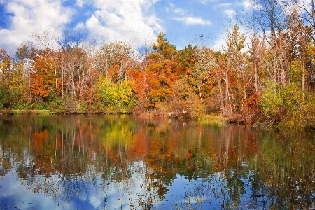 Landscape tree nature forest Photo