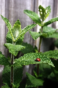 Nature plant leaf flower Photo