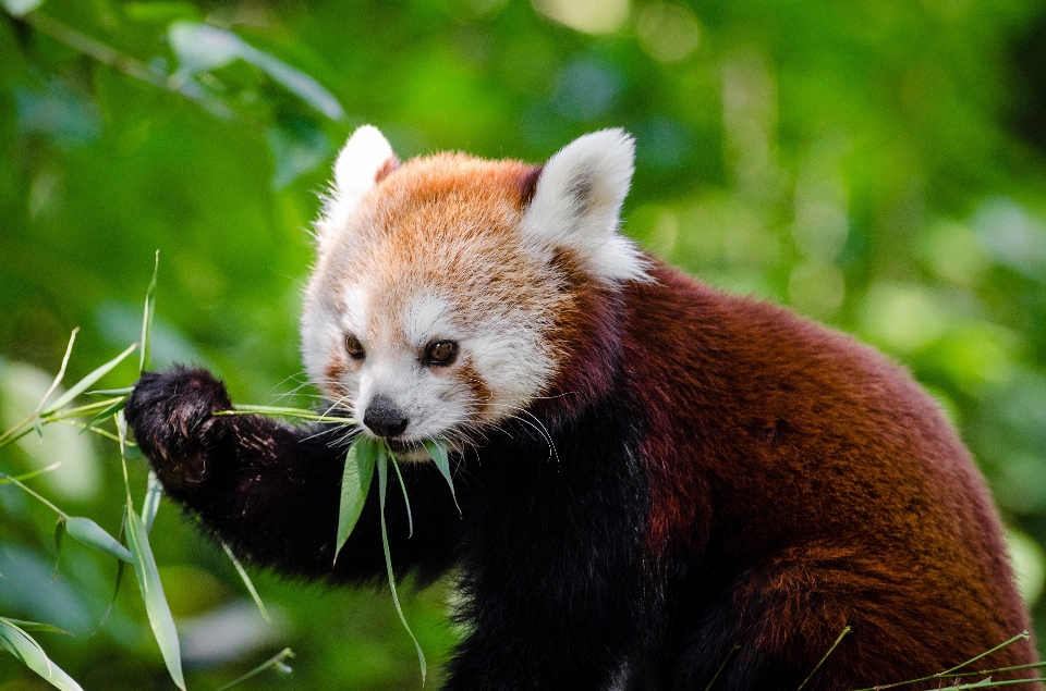 自然 かわいい 見ている 野生動物