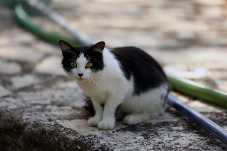 Foto Carino guardare animale domestico ritratto