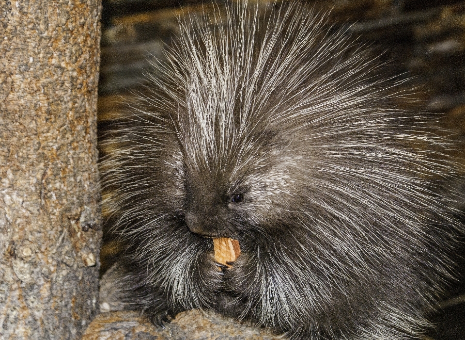 Prickly desert animal wildlife