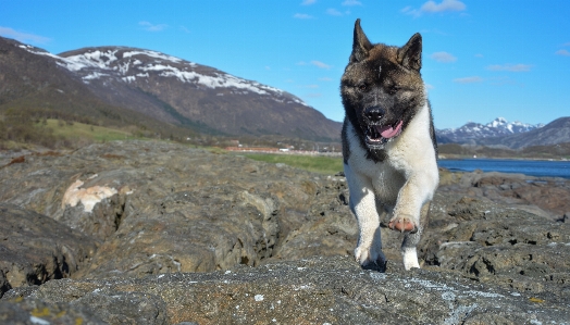 Foto Alam putih berlari anjing