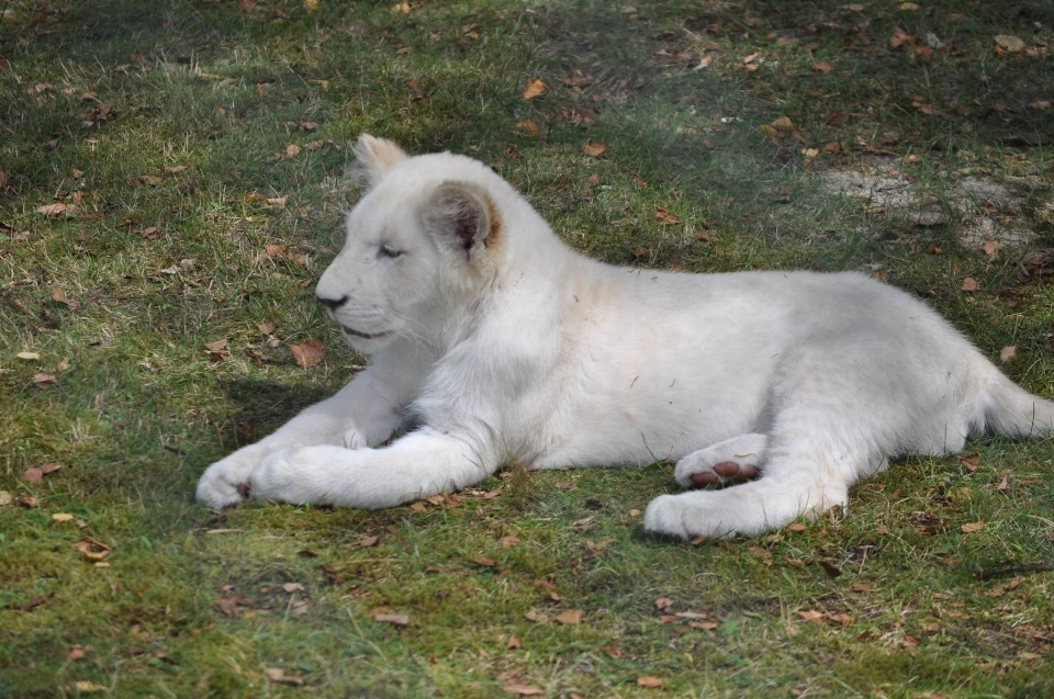 Nature blanc chien animal