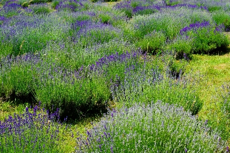 Nature grass plant field Photo