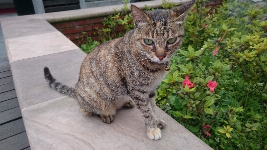 Foto All'aperto carino gatto mammifero