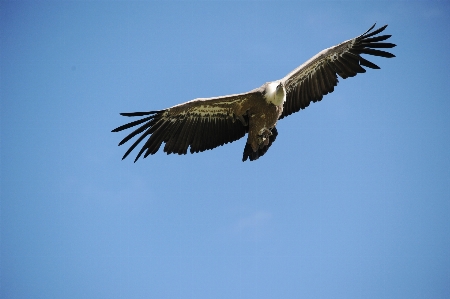 Bird wing sky animal Photo