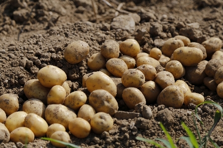 Plant field food harvest Photo