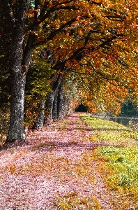 Tree nature forest path Photo