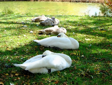 Nature bird pond wildlife Photo