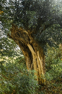 Landscape tree nature forest Photo