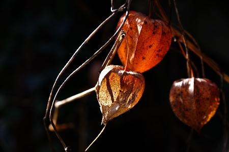 Nature branch light plant Photo