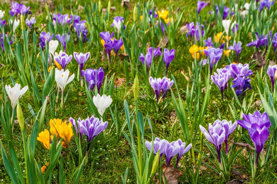 Gras anlage feld wiese
