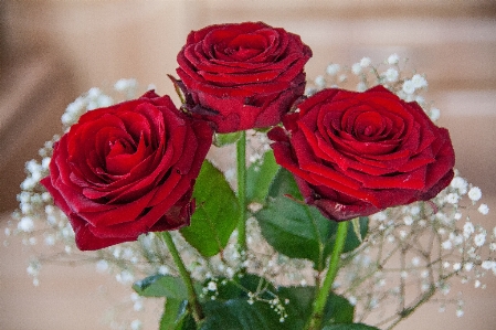 Plant flower petal bouquet Photo